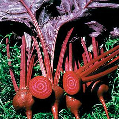 Beet 'Bull's Blood'