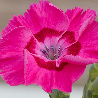 Dianthus x 'Bumbleberry Pie'