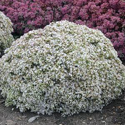 Sedum x 'Bundle of Joy'