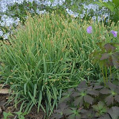 Carex l. 'Hobb'