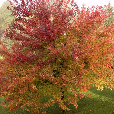 Acer rub. 'Burgundy Belle'