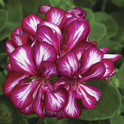Geranium 'Ivy League Burgundy Bicolor'
