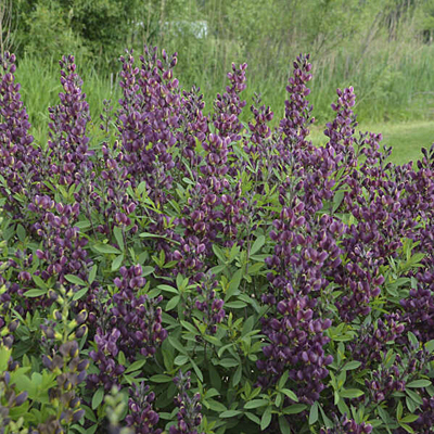 Baptisia x 'Burgundy Blast'