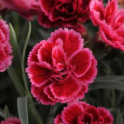 Dianthus x 'Everlast Burgundy Blush'