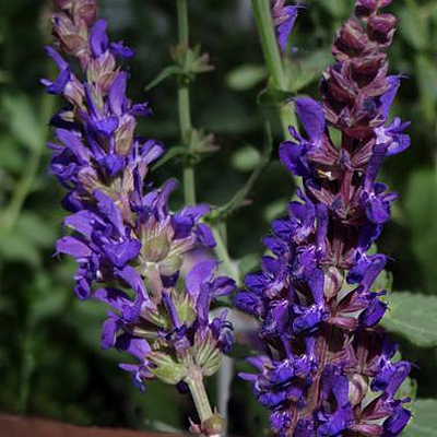Salvia n. 'Burgundy Candles'