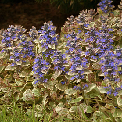 Ajuga r. 'Burgundy Glow'