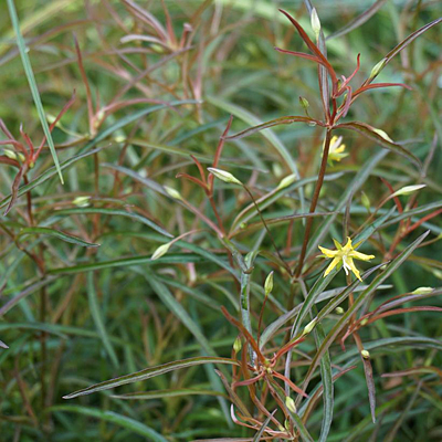 Lysimachia lanceolata 'Burgundy Mist'