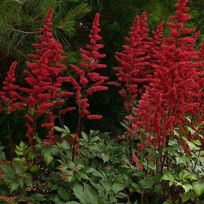 Astilbe a. 'Burgundy Red'