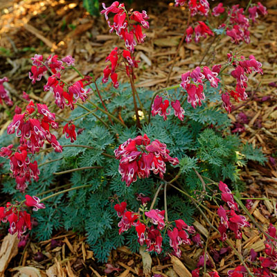 Dicentra x 'Burning Hearts'