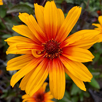 Heliopsis h. 'Burning Hearts'
