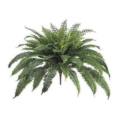 Fern - Boston Bush