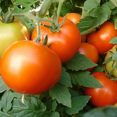 Tomato