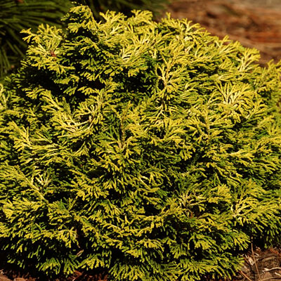 Chamaecyparis o. 'Butter Ball'