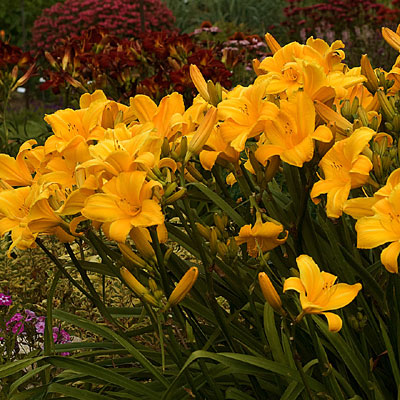 Hemerocallis 'Buttered Popcorn'