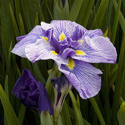 Iris e. 'Butterflies in Flight'