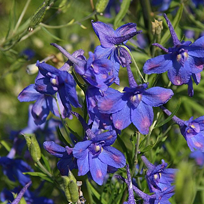 Delphinium g. 'Butterfly Blue'