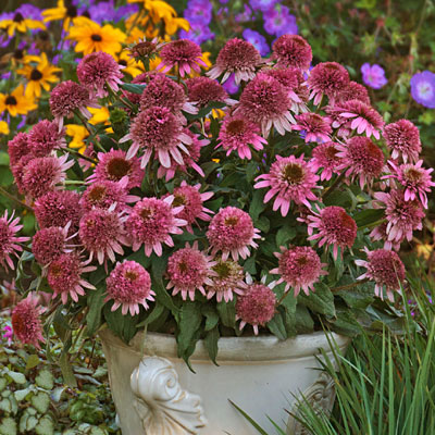 Echinacea p. 'Butterfly Kisses'
