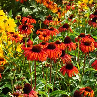 Echinacea x 'Butterfly Postman'