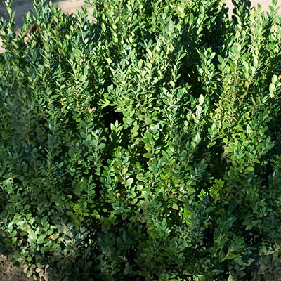 Buxus m. 'Green Mountain'