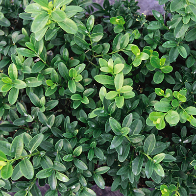 Buxus m. 'Green Velvet'