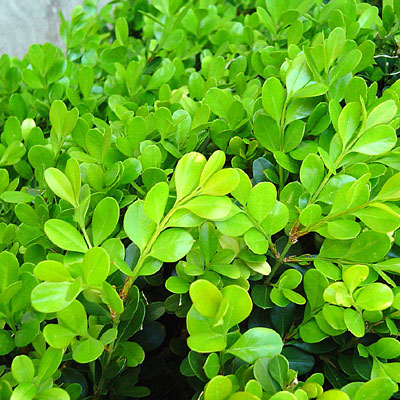 Buxus m. 'Winter Gem'