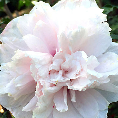 Hibiscus s. 'French Cabaret Blush'