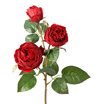Rose & Bud Just Cut Triple Cabbage Spray
