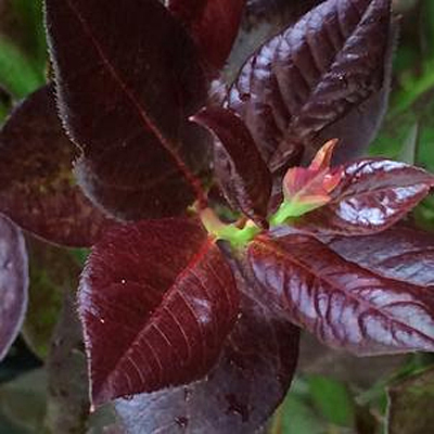 Vaccinium x 'Cabernet Splash'