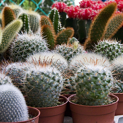 Cactus