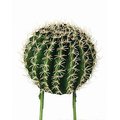 Cactus - Barrel