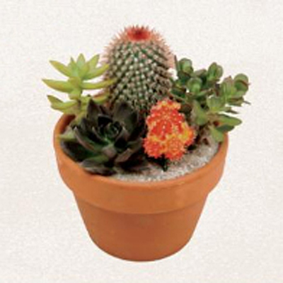 Cactus Garden
