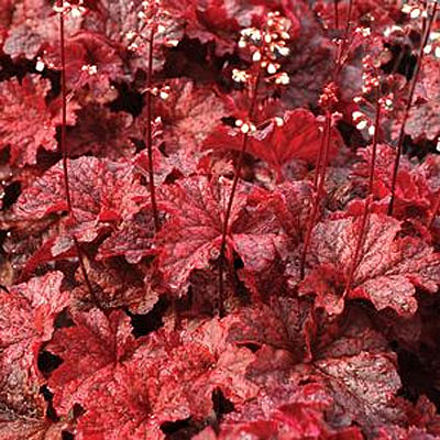 Heuchera x 'Cajun Fire'