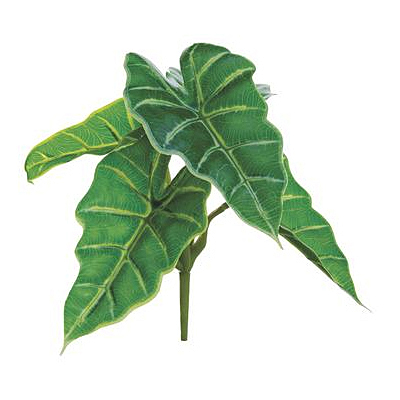 Caladium Hortulanum Bush - Green