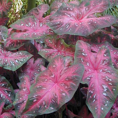 Caladium