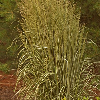 Calamagrostis x a. 'Avalanche'