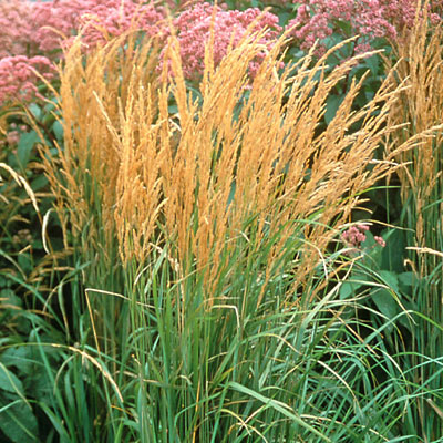 Ornamental Grasses