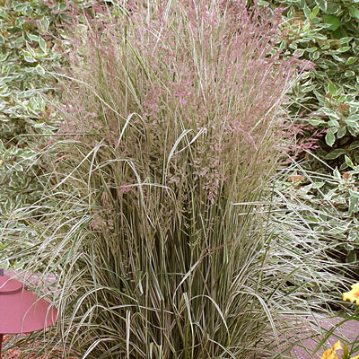 Calamagrostis acut. 'Overdam'