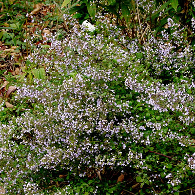 Calamintha subsp. nepeta