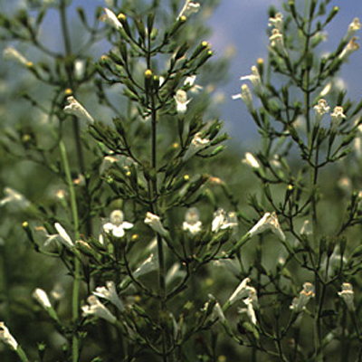 Calamintha subsp. nepeta 'White Cloud'