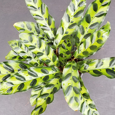 Calathea lancifolia