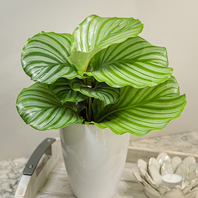 Calathea orbifolia