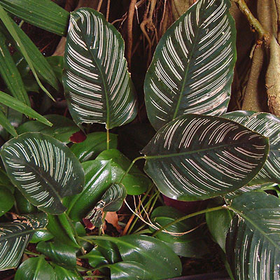 Calathea ornata