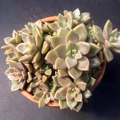Graptosedum 'California Sunset'