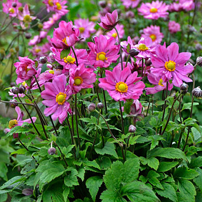 Anemone x 'Curtain Call Deep Rose'