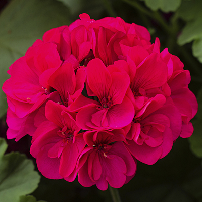 Geranium 'Calliope Large Magenta'