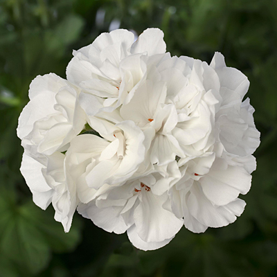 Geranium 'Calliope Large White'