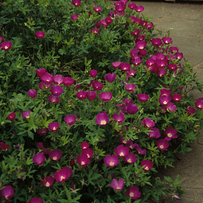 Callirhoe involucrata