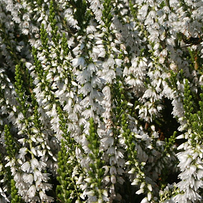 Calluna v. 'Alba'