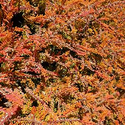 Calluna v. 'Carnival'