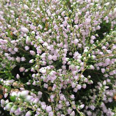 Calluna v. 'County Wicklow'